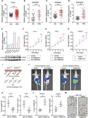 Thrombospondin 2/Toll-Like Receptor 4 Axis Contributes to HIF-1α-Derived Glycolysis in Colorectal Cancer